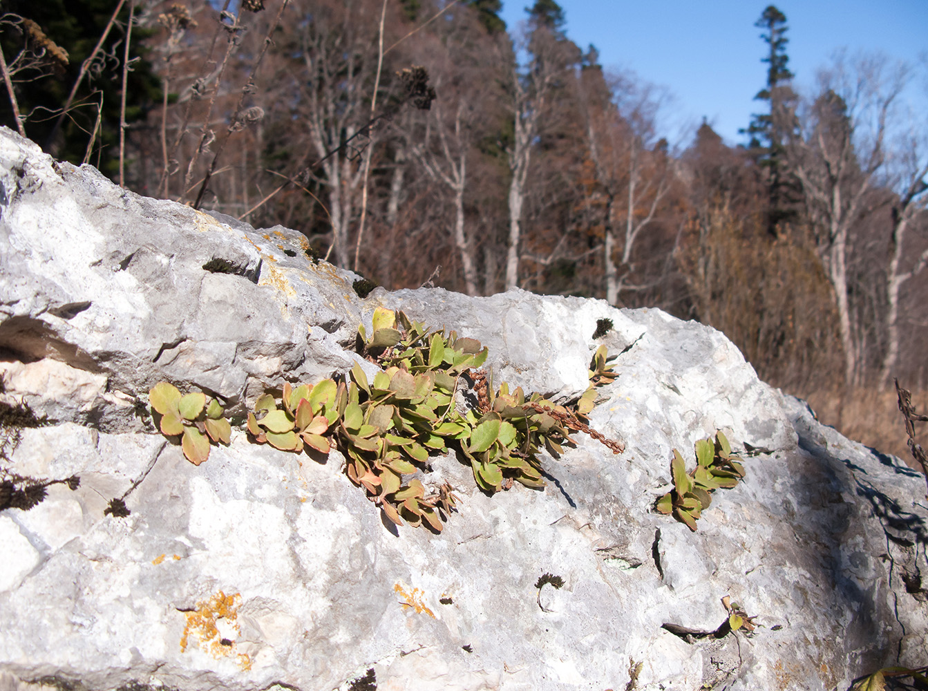 Изображение особи Chiastophyllum oppositifolium.