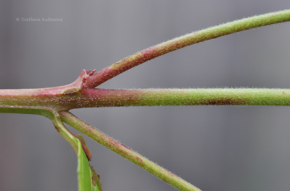 Изображение особи Epilobium pseudorubescens.