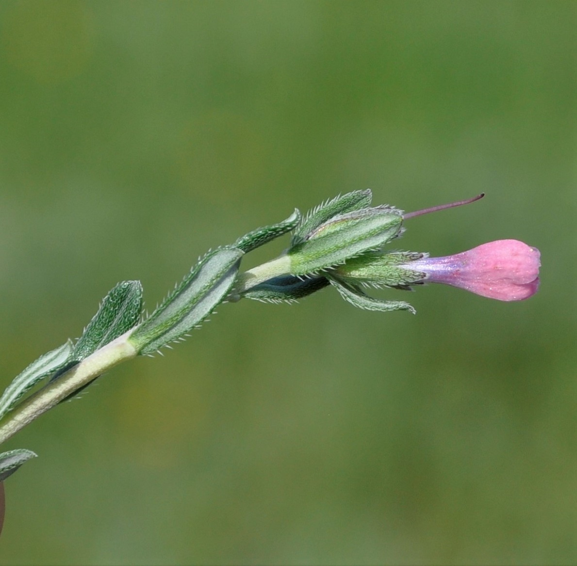 Изображение особи Lithodora hispidula ssp. versicolor.