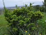 Rhamnus lycioides ssp. graeca