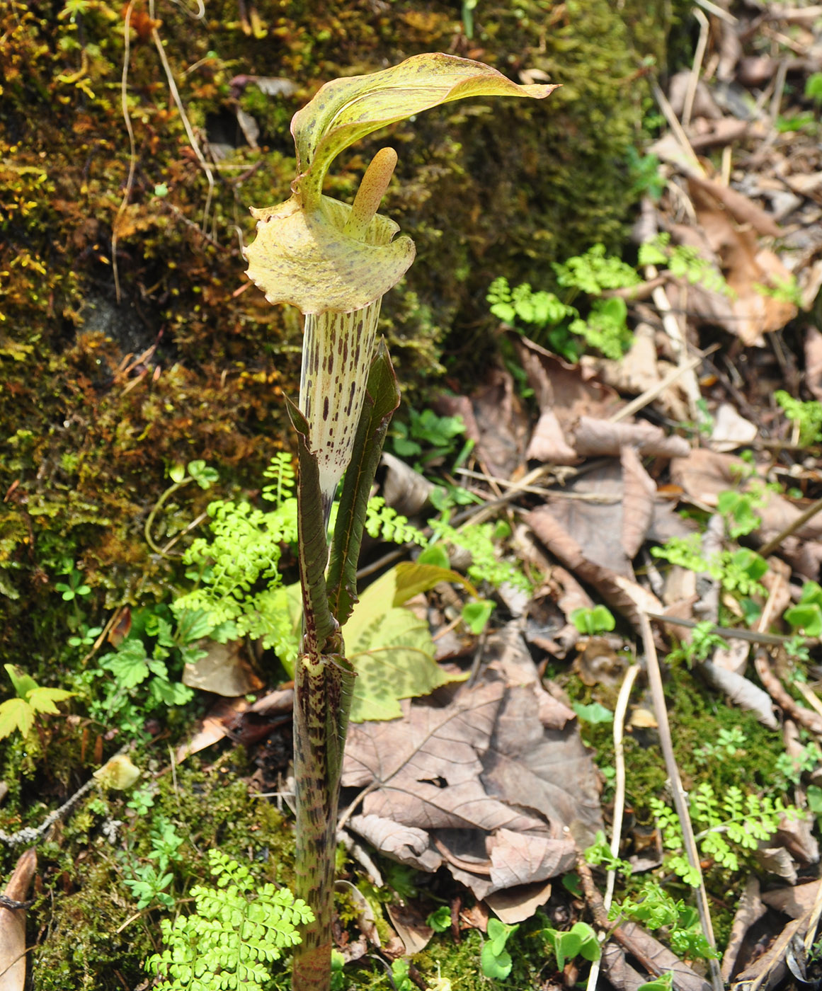 Изображение особи Arisaema nepenthoides.