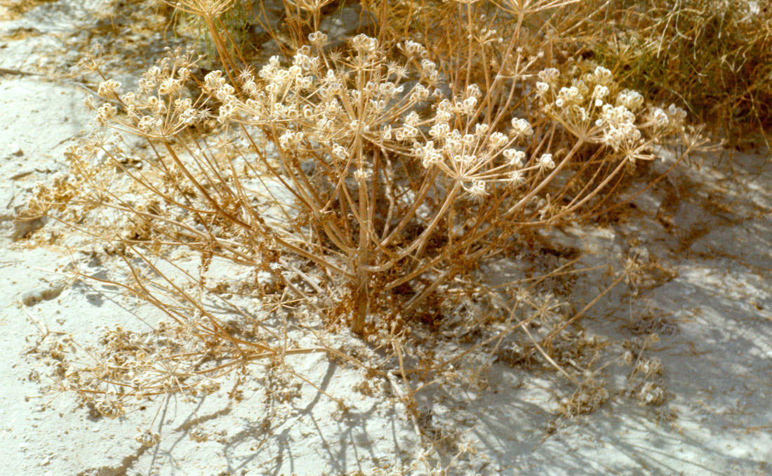 Изображение особи Zosima absinthifolia.