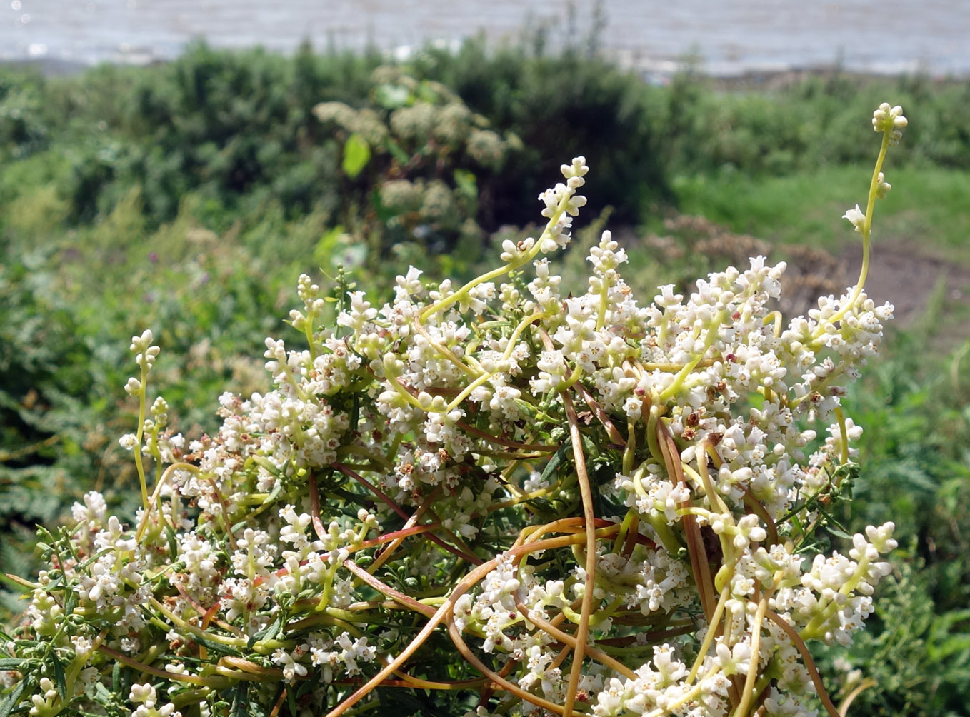 Изображение особи Cuscuta japonica.