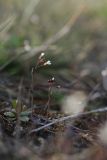 Arabidopsis thaliana