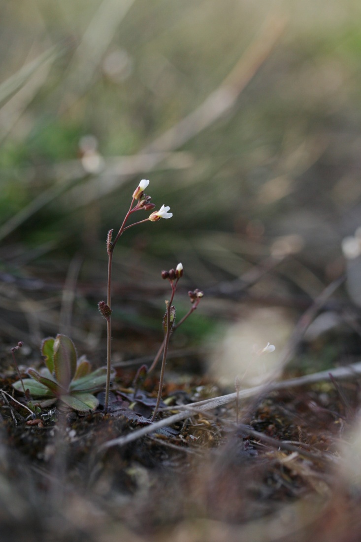 Изображение особи Arabidopsis thaliana.