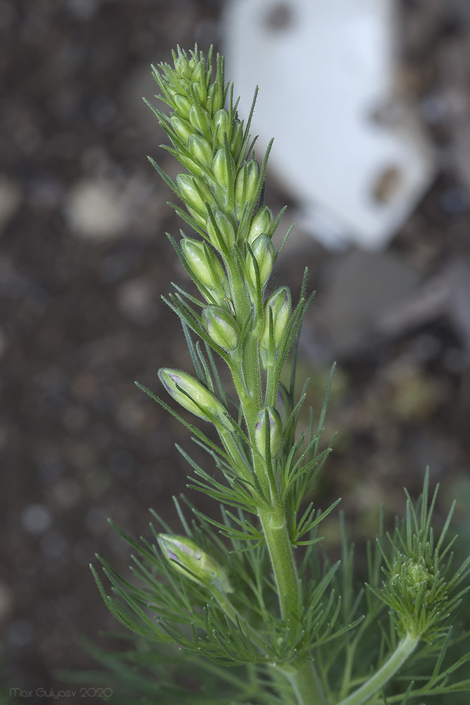 Image of Delphinium hispanicum specimen.