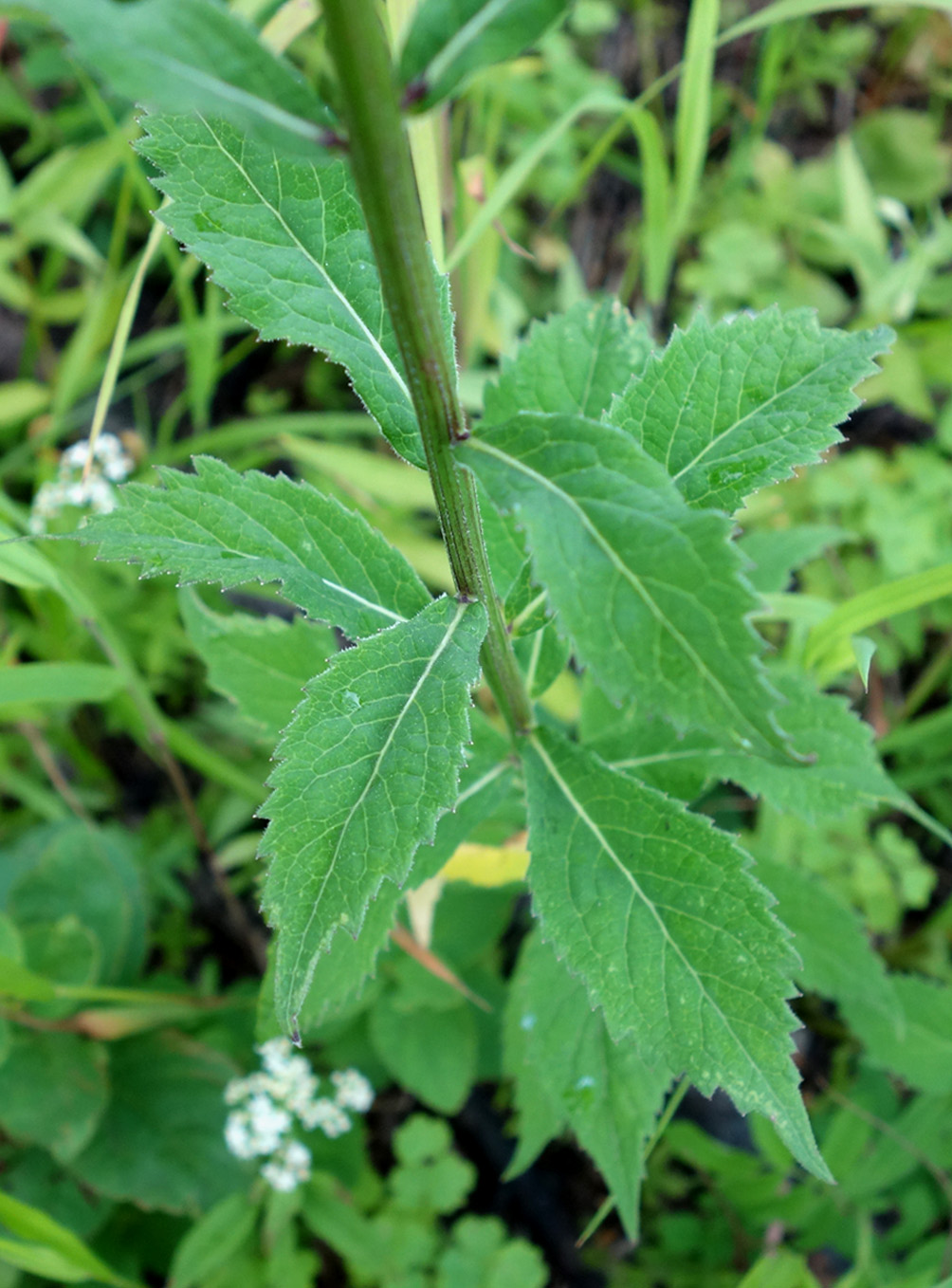 Image of Adenophora curvidens specimen.