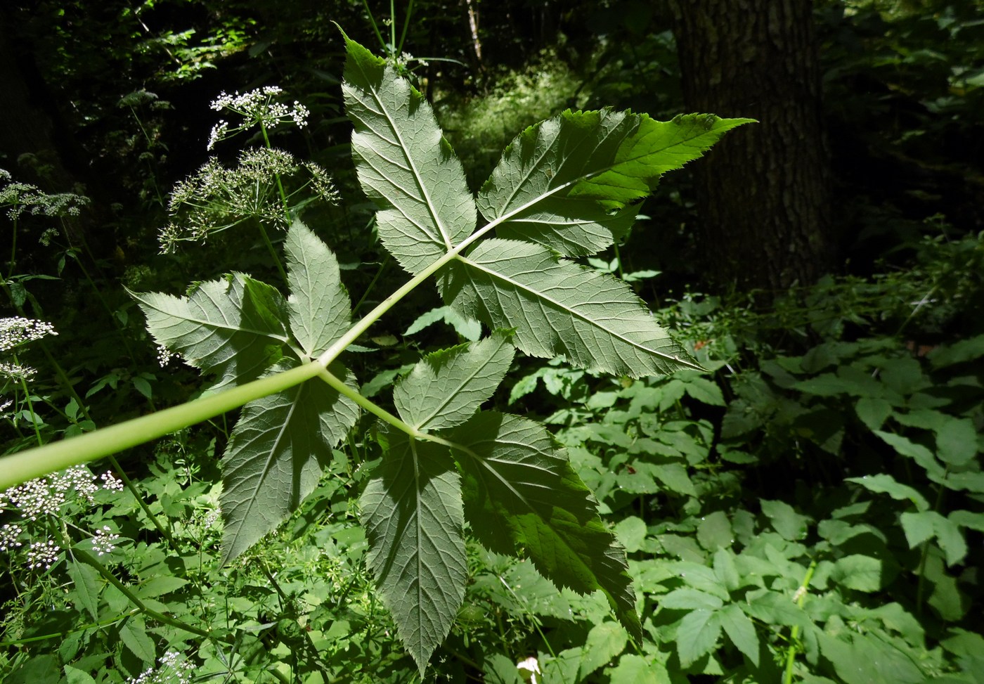 Image of Aegopodium podagraria specimen.