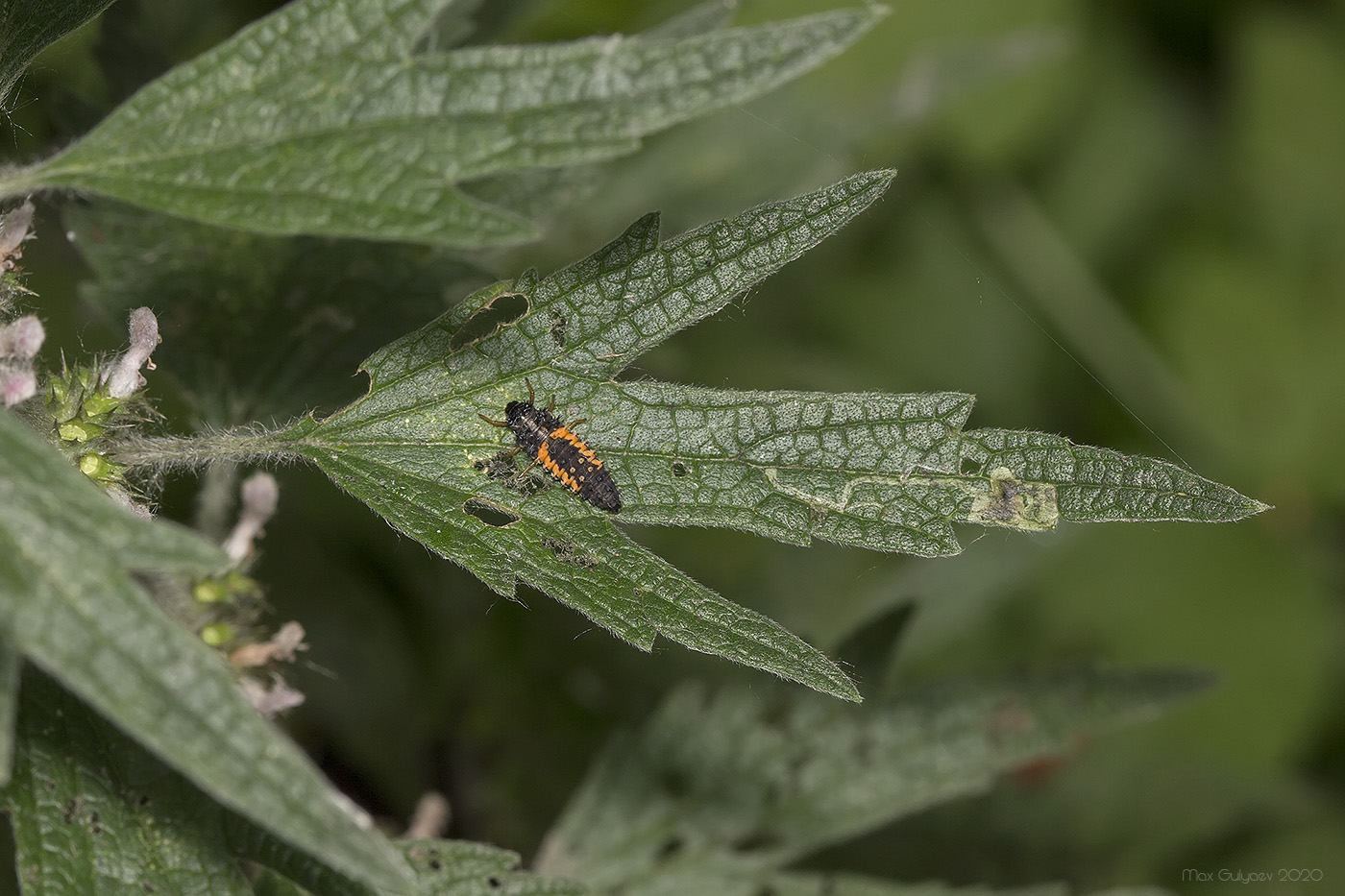 Изображение особи Leonurus quinquelobatus.