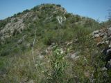 Astragalus semideserti