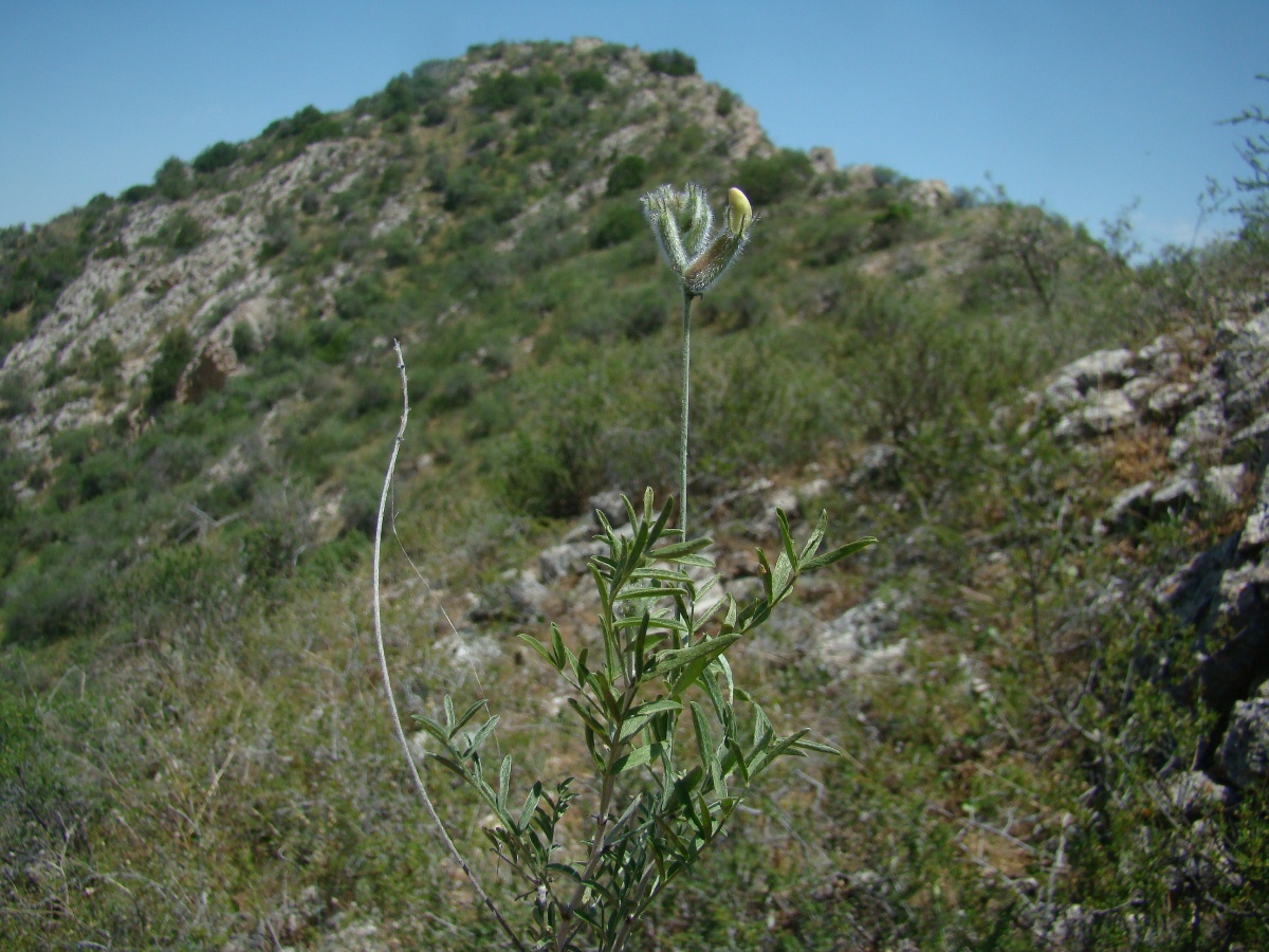 Изображение особи Astragalus semideserti.