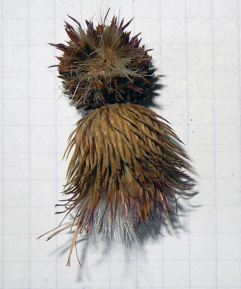 Image of Carduus acanthoides specimen.