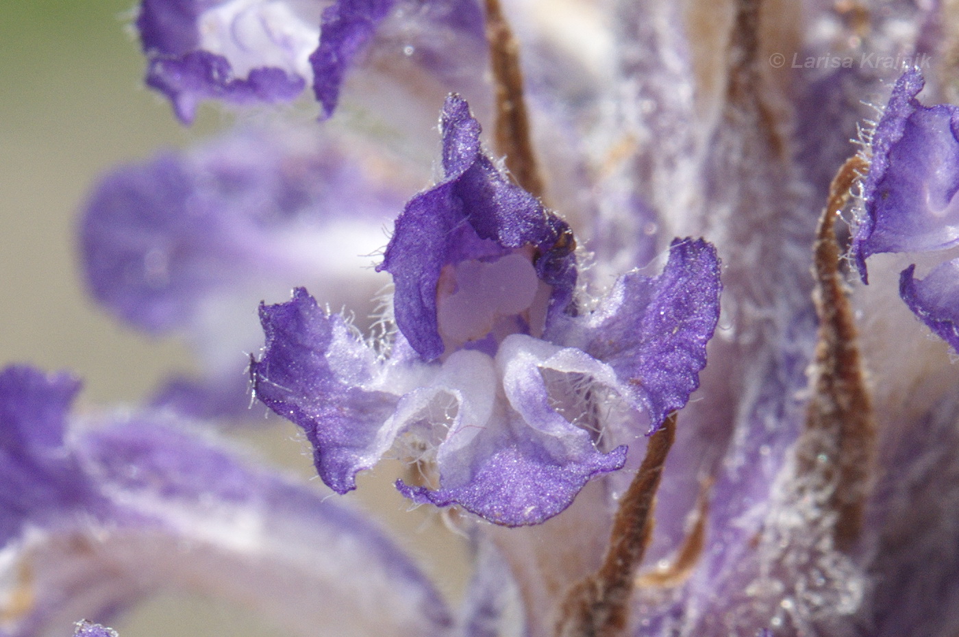 Image of Orobanche coerulescens specimen.