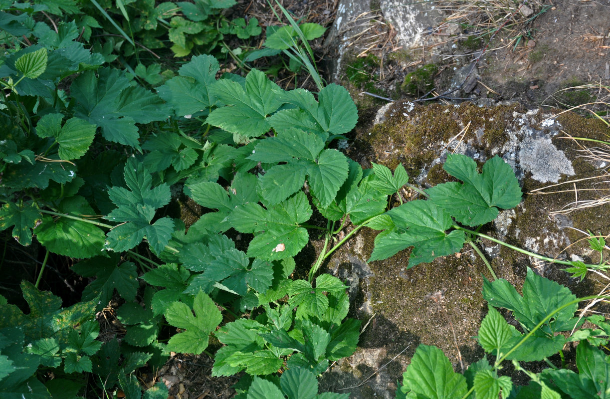 Image of Humulus lupulus specimen.