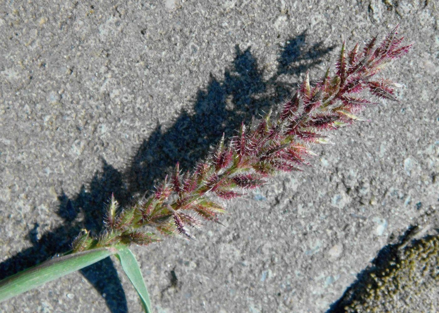 Image of Tragus racemosus specimen.