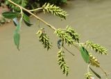 Salix alba