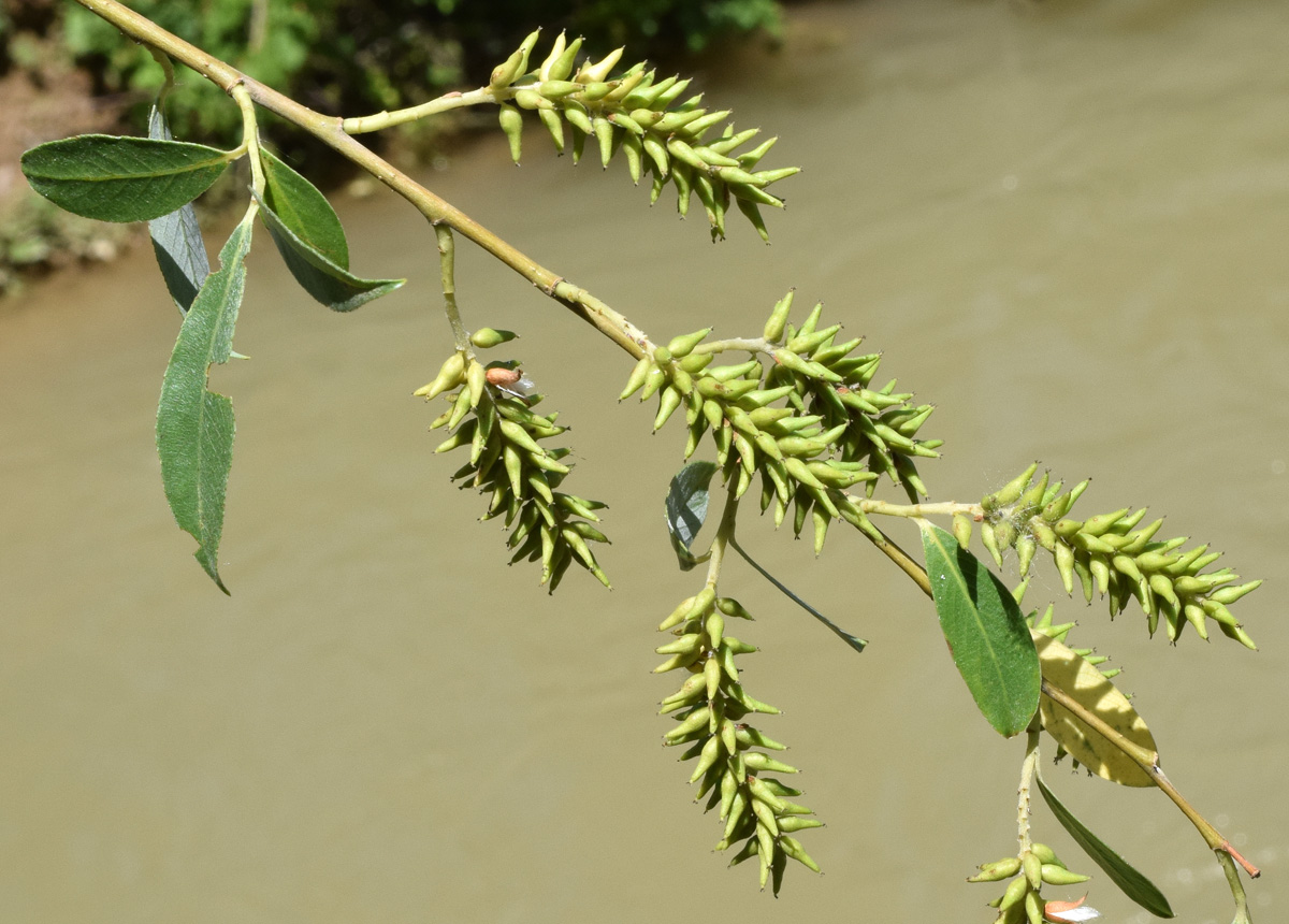 Изображение особи Salix alba.