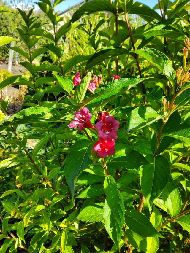 Изображение особи Weigela florida.