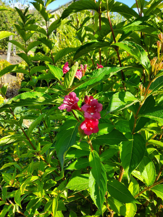 Image of Weigela florida specimen.