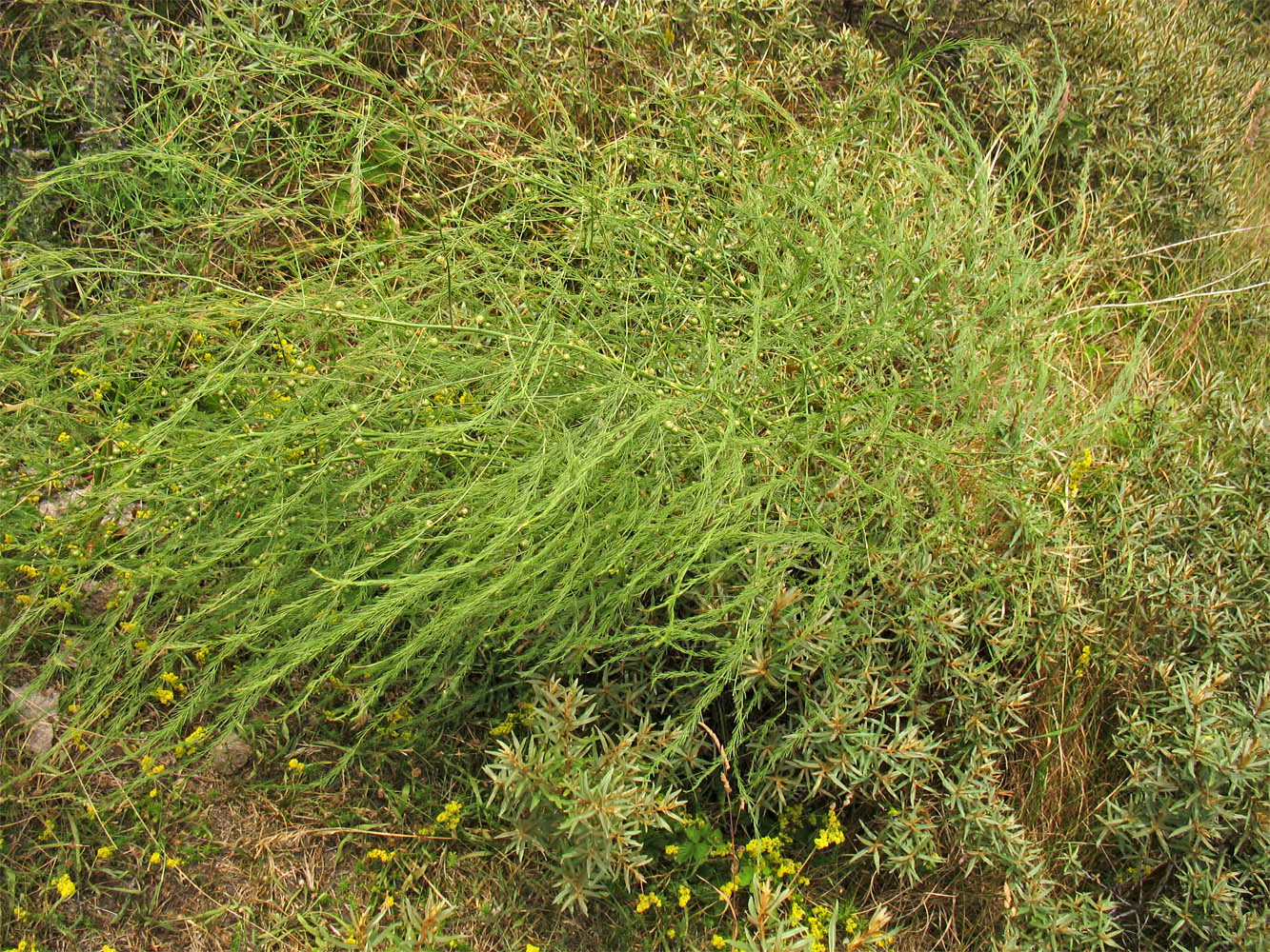 Image of Asparagus officinalis specimen.