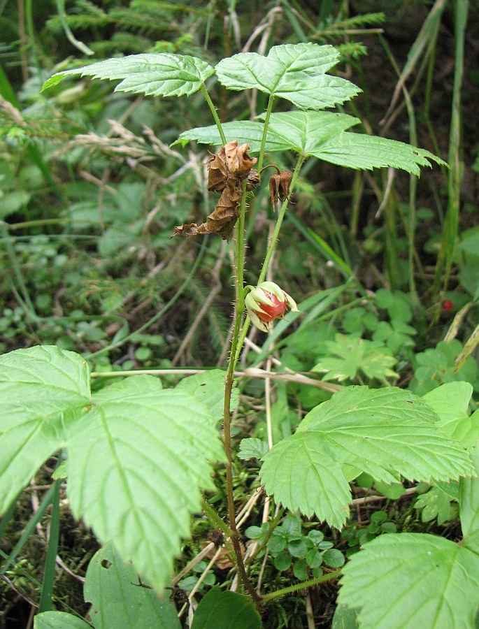 Image of Rubus humulifolius specimen.