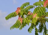 Ailanthus altissima