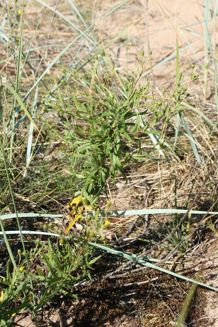 Image of Hieracium umbellatum specimen.