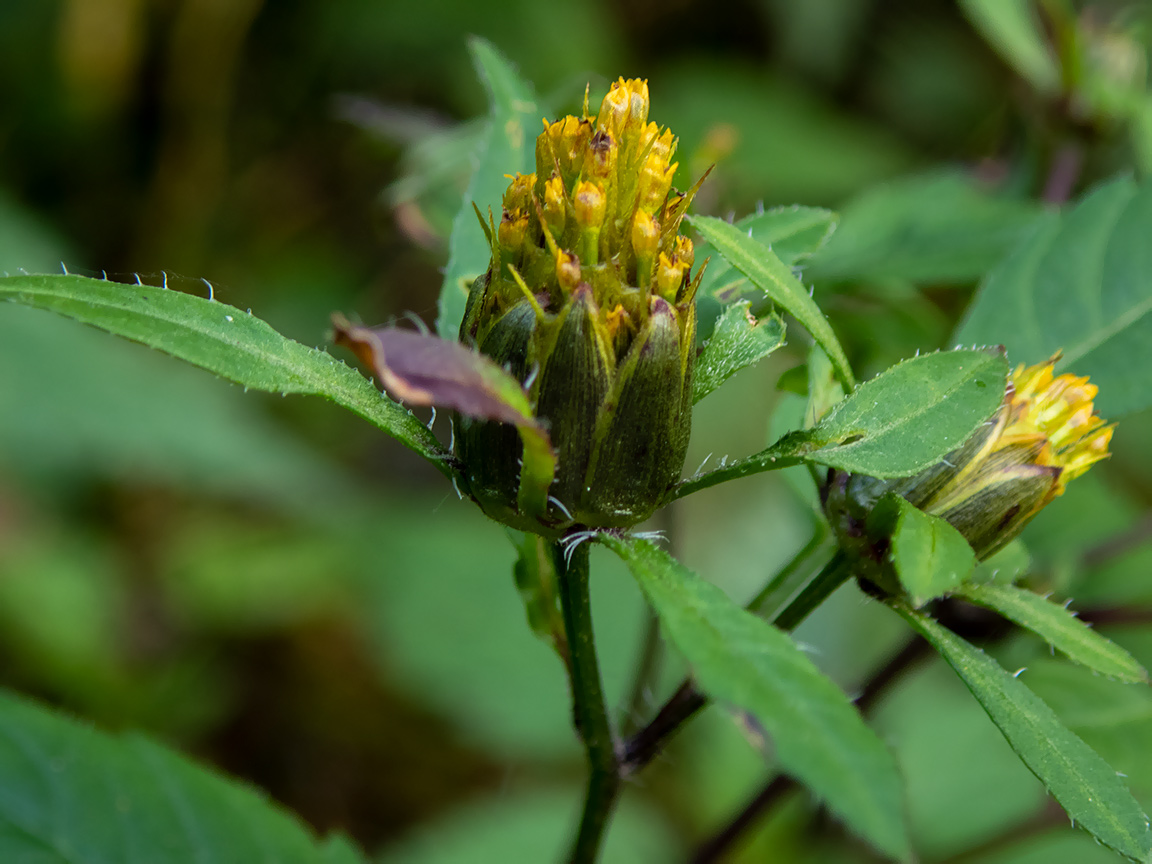 Image of Bidens frondosa specimen.