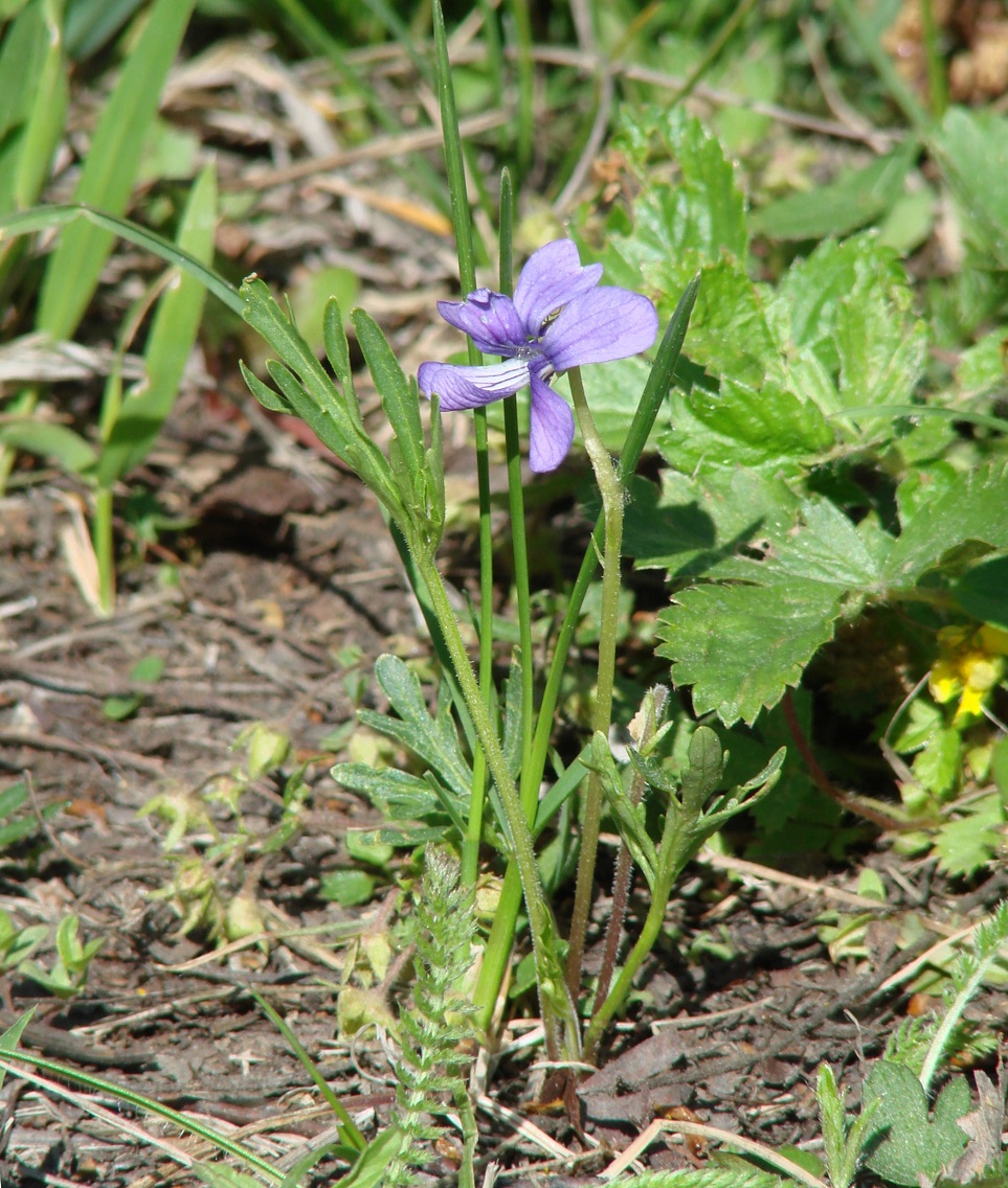 Image of Viola dissecta specimen.