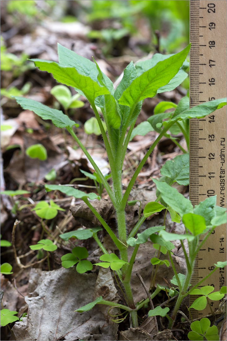 Изображение особи Stellaria nemorum.