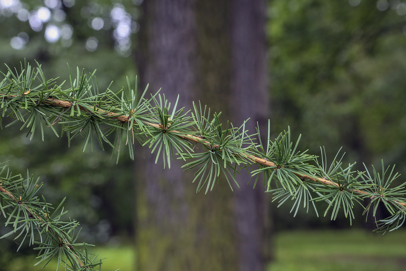 Изображение особи Larix principis-rupprechtii.