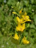 Lysimachia punctata. Верхушка цветущего растения. Тульская обл., Плавский р-н, окр. пос. Молочные Дворы, луг. 14.06.2019.