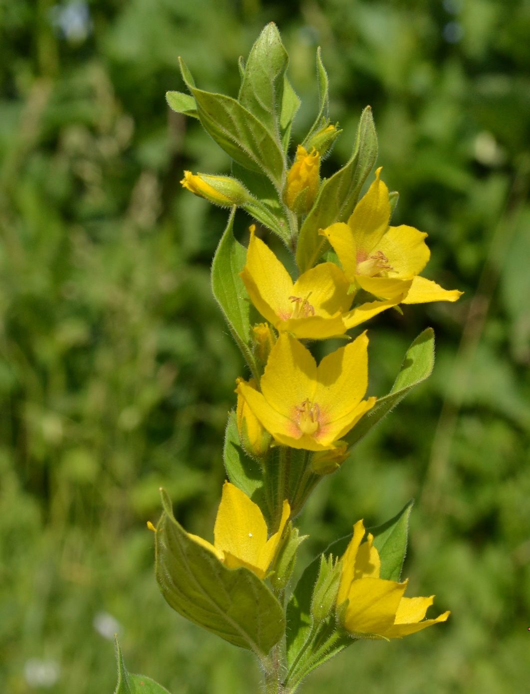 Image of Lysimachia punctata specimen.