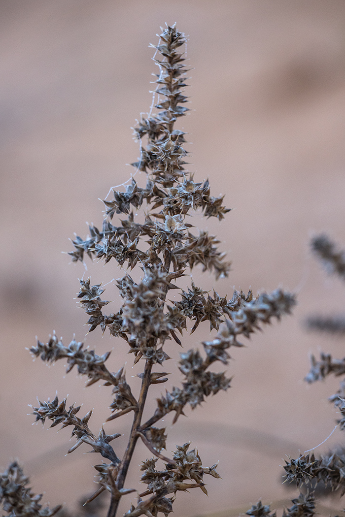 Image of Salsola pontica specimen.