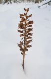 Neottia nidus-avis