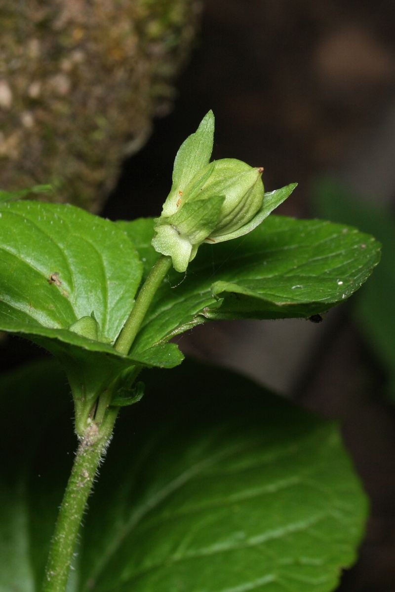 Изображение особи Viola mirabilis.