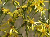 Senecio paucifolius