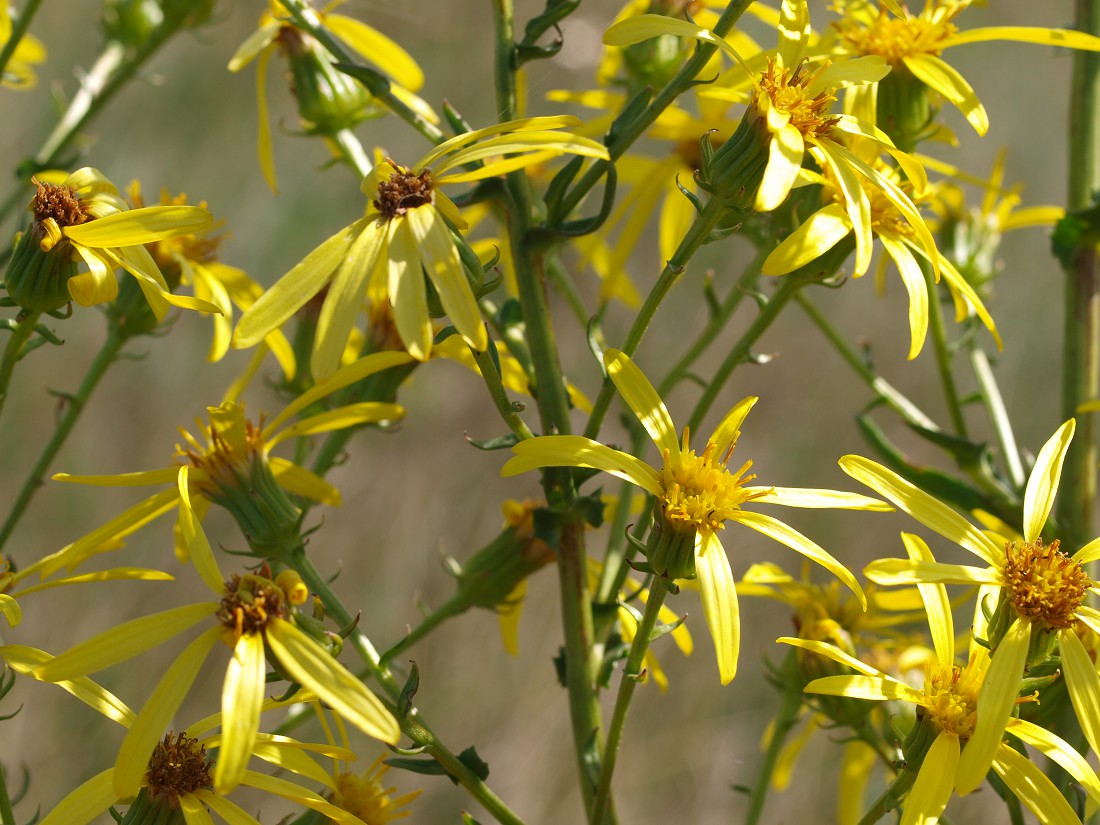 Image of Senecio paucifolius specimen.