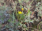 Taraxacum bessarabicum