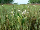 Menyanthes trifoliata