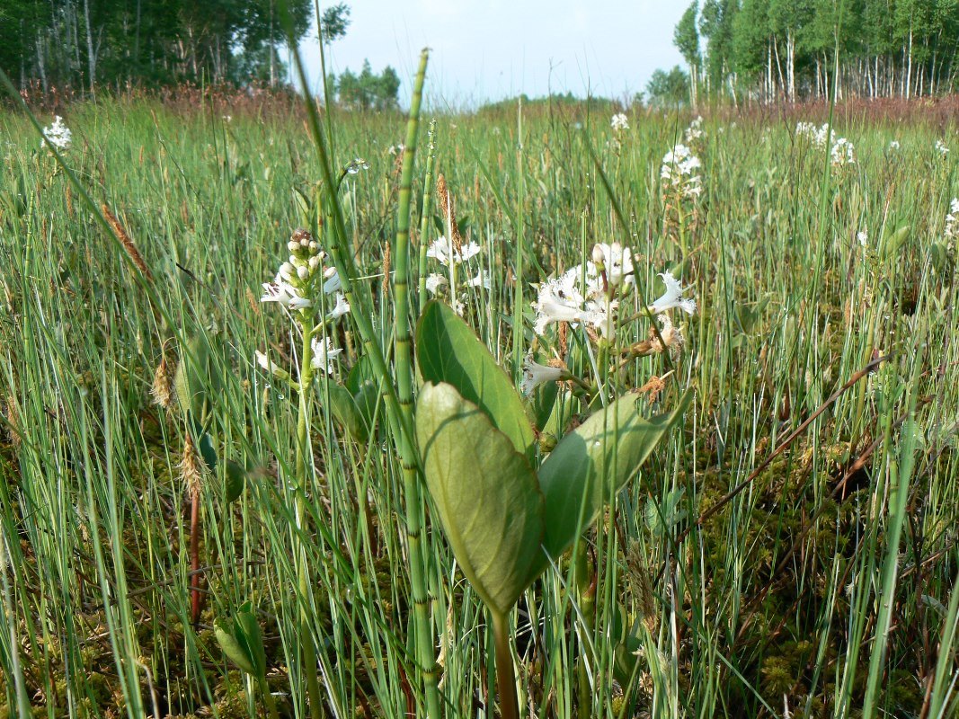Изображение особи Menyanthes trifoliata.