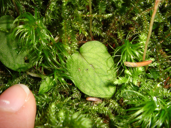 Image of Ephippianthus schmidtii specimen.