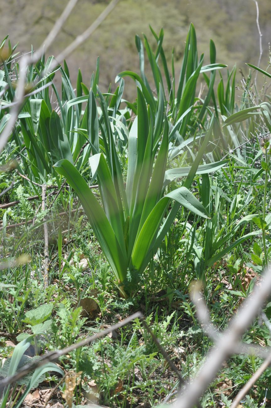 Image of genus Eremurus specimen.