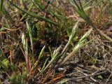 Aira praecox. Цветущее растение. Нидерланды, провинция Friesland, о-в Schiermonnikoog, территория кемпинга, участок с нарушенным травяным покровом. 1 мая 2010 г.