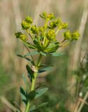 Euphorbia seguieriana. Верхушка цветущего растения. Крым, Керченский п-ов, Ленинский р-н, окр с. Глазовка, гора Хрони, ≈ 175 м н.у.м., закустаренная степь. 28.05.2021.