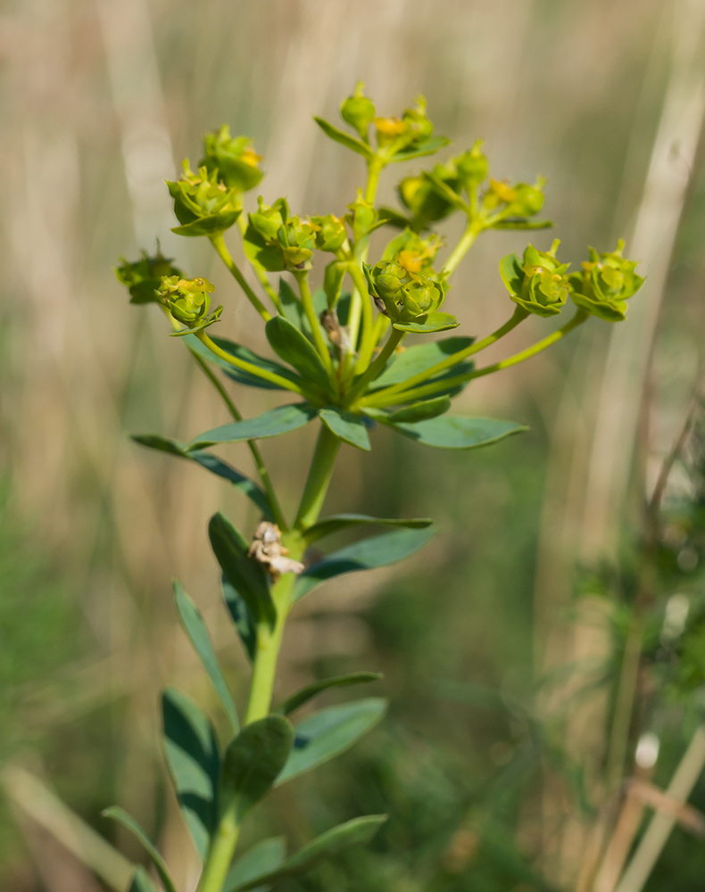 Image of Euphorbia seguieriana specimen.