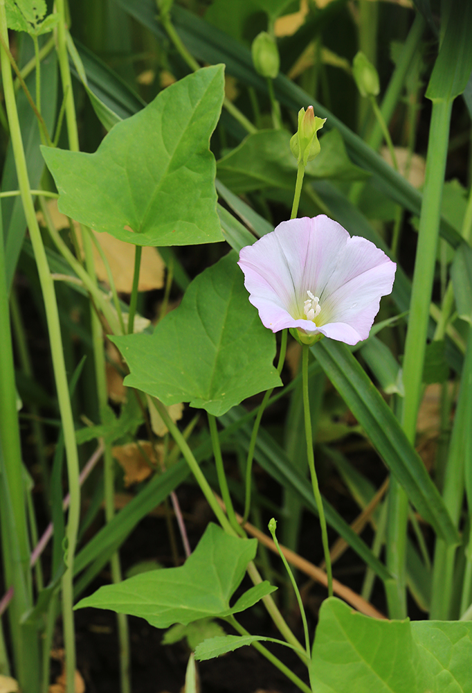 Image of Calystegia hederacea specimen.