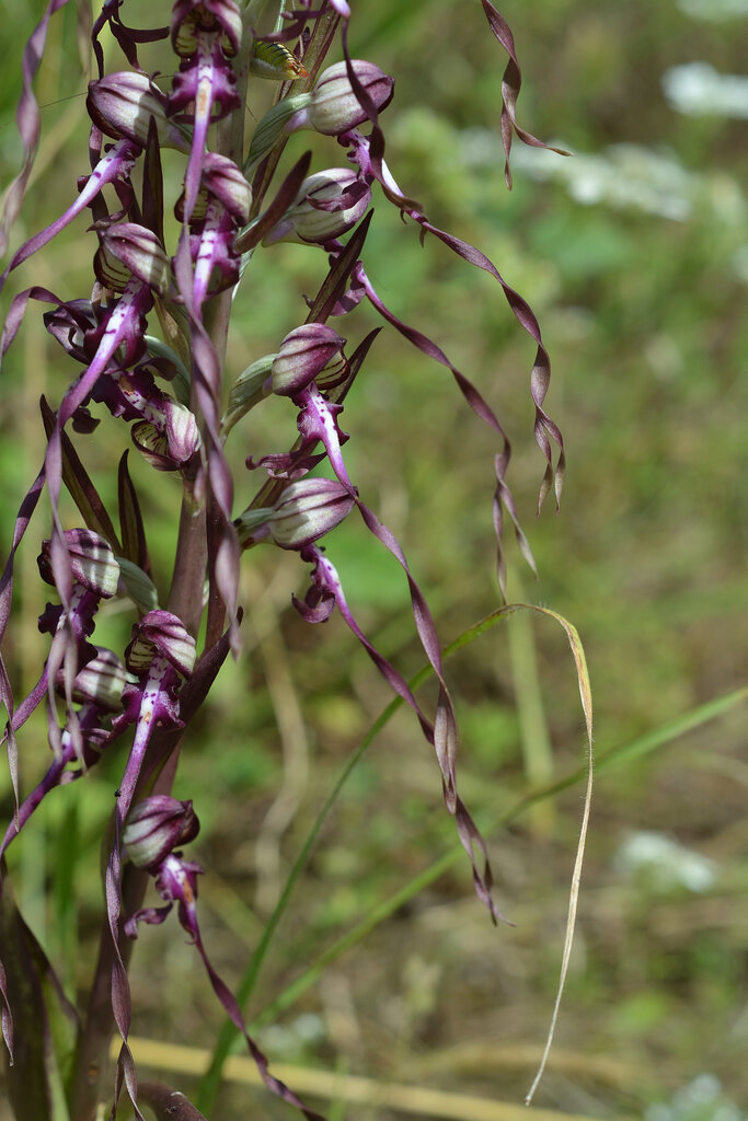 Изображение особи Himantoglossum calcaratum ssp. rumelicum.