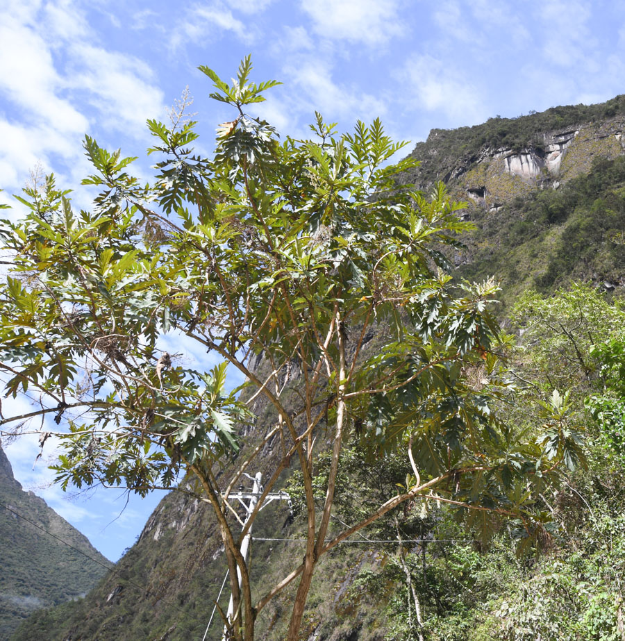 Image of Bocconia frutescens specimen.