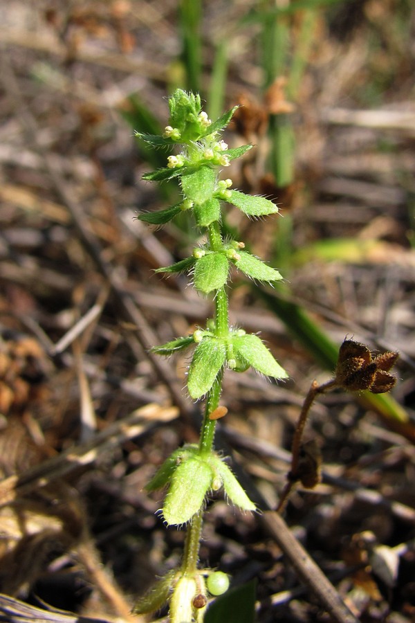 Изображение особи Cruciata pedemontana.